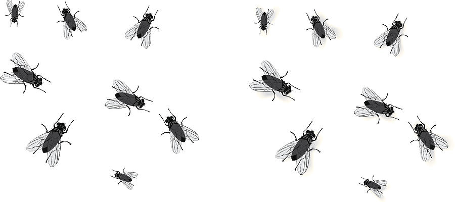 Flies Drawing by Heather_mcgrath