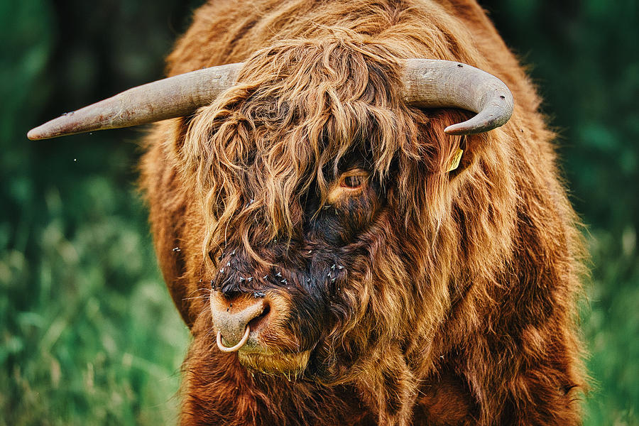 Flies on a Highland Cow #2 - Scotland Photograph by Stuart Litoff