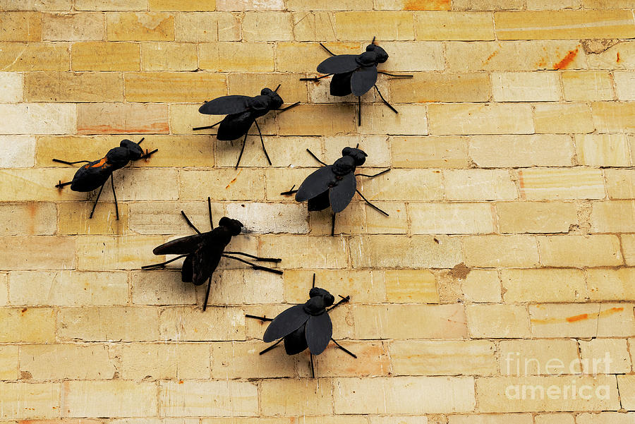 Flies on the Wall Photograph by Bob Phillips
