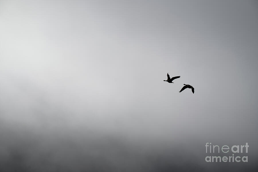 Bird Photograph - Flight by Charley Carter