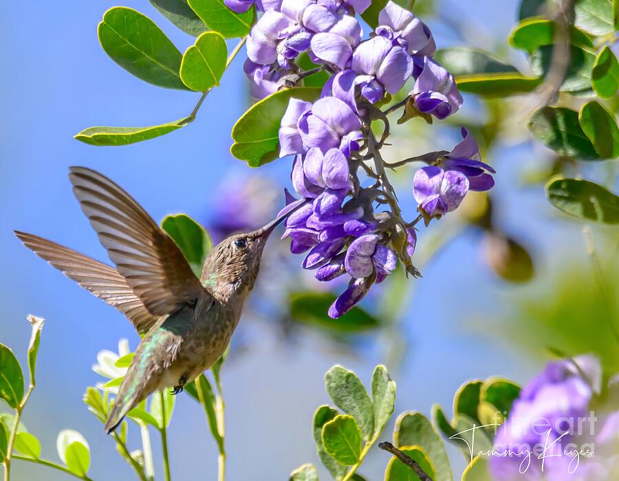 Hummingbird Digital Art - Flight for Nectar by Tammy Keyes