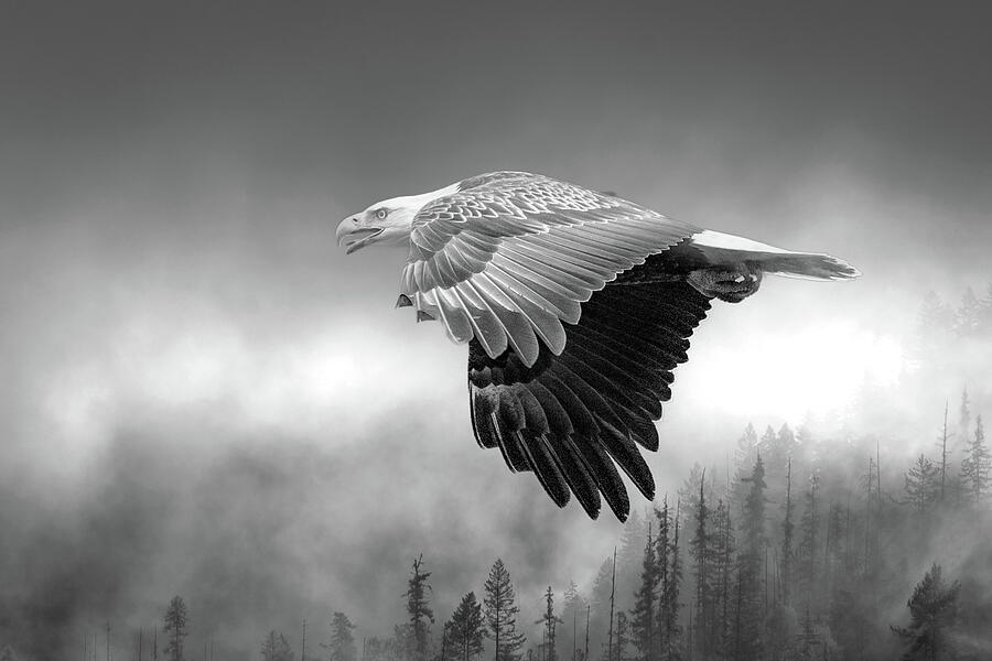Flight In Black and White Photograph by Joy McAdams