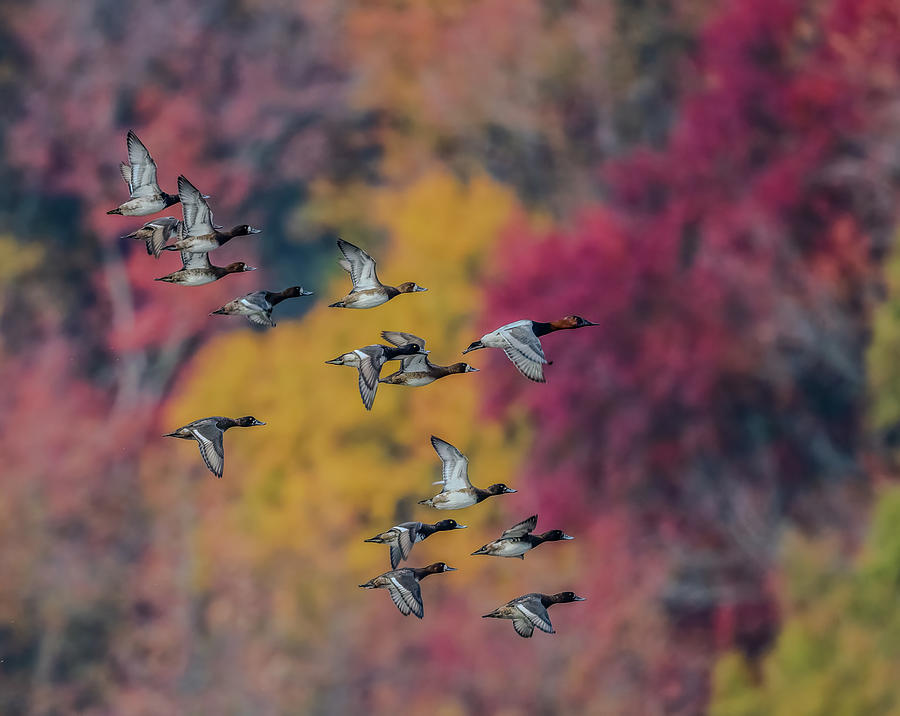 Flight in Fall Colors Photograph by Brian Shoemaker