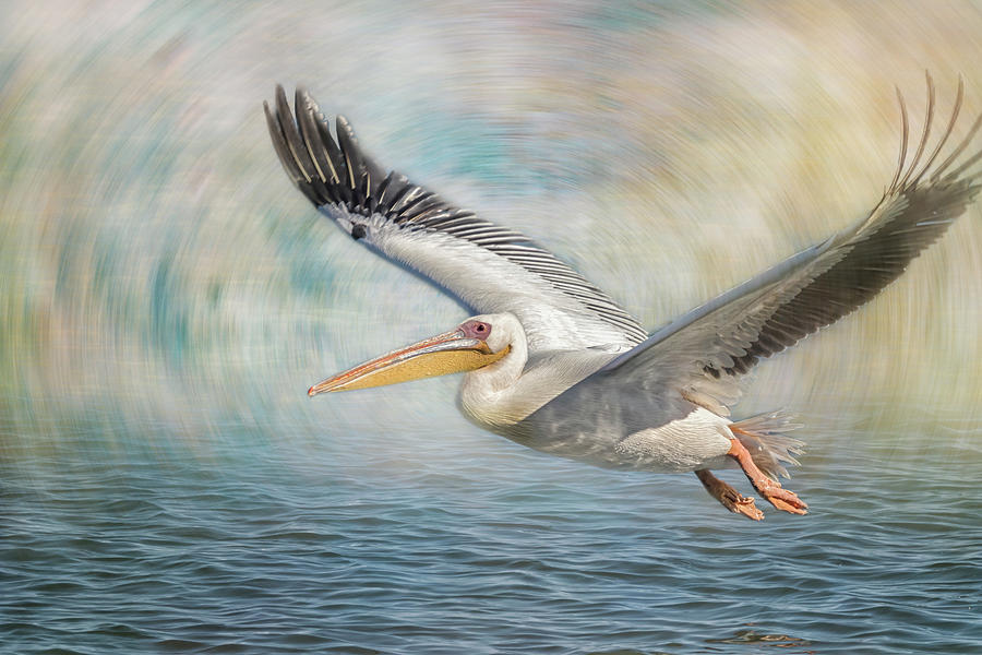 Flight of a Great White Pelican Photograph by Belinda Greb