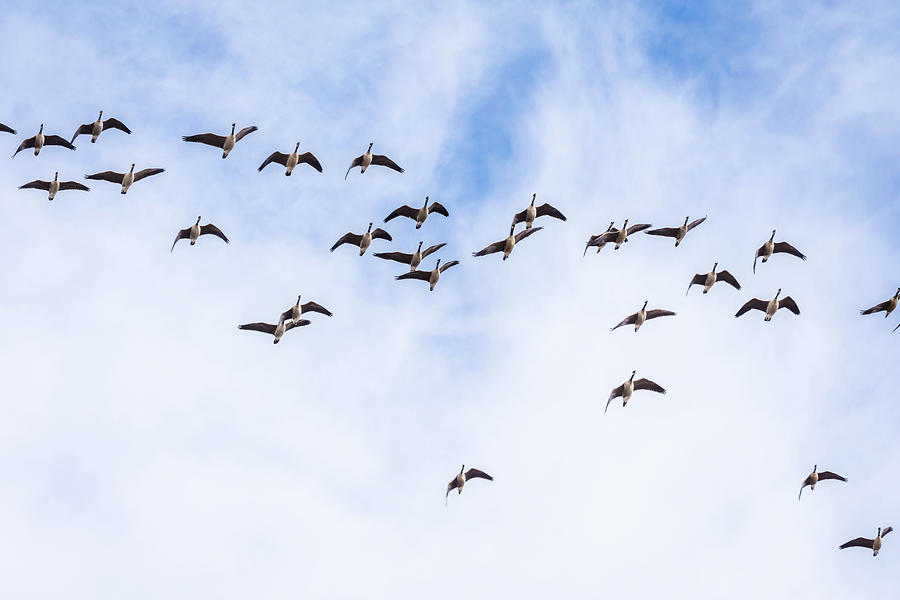 Flight of Canada Geese Photograph by Debra Martz