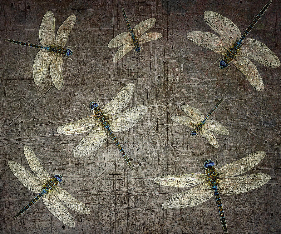Flight of Dragonflies on Distressed Gray Stone Background Digital Art by Freddy B Flight of Dragonflies on Distressed Gray Stone Background Digital Art by Freddy B
