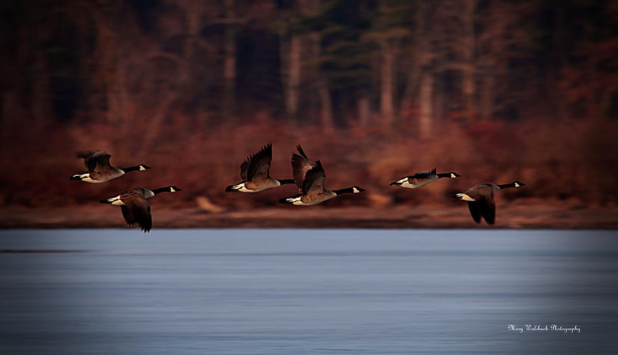 Flight of Geese Photograph by Mary Walchuck