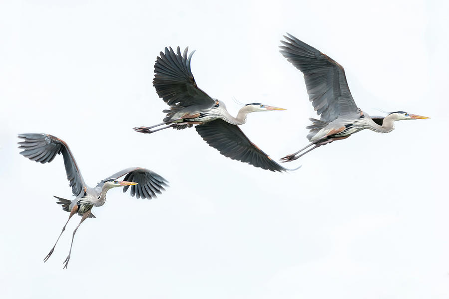 Flight Of Great Blue Herons Photograph