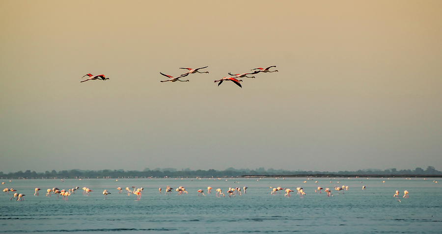 Flight of greater flamingo, Phoenicopterus roseus, in Camargue, Photograph by Elenarts - Elena Duvernay photo
