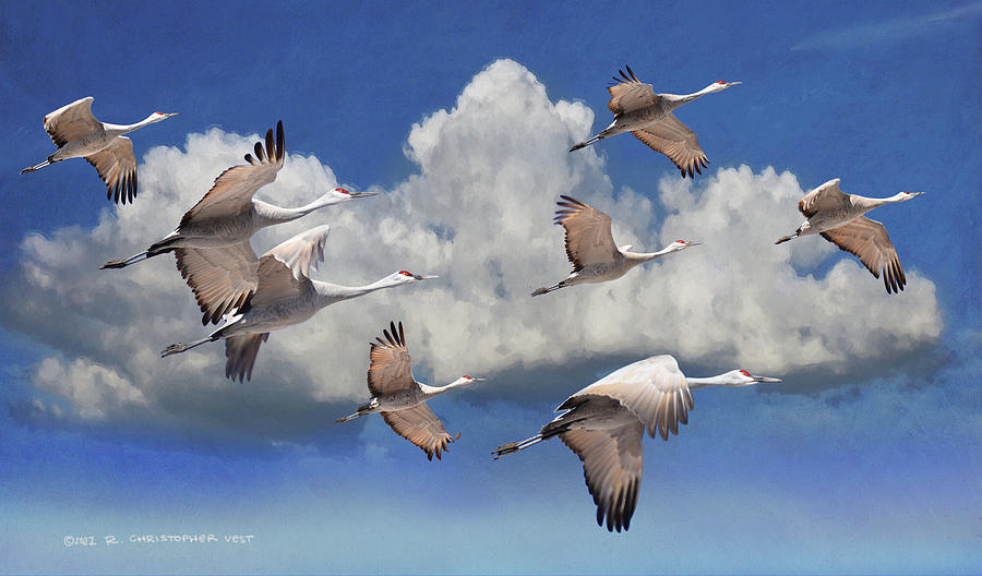 Flight Of Sandhill Cranes Photograph by R christopher Vest - Fine Art ...