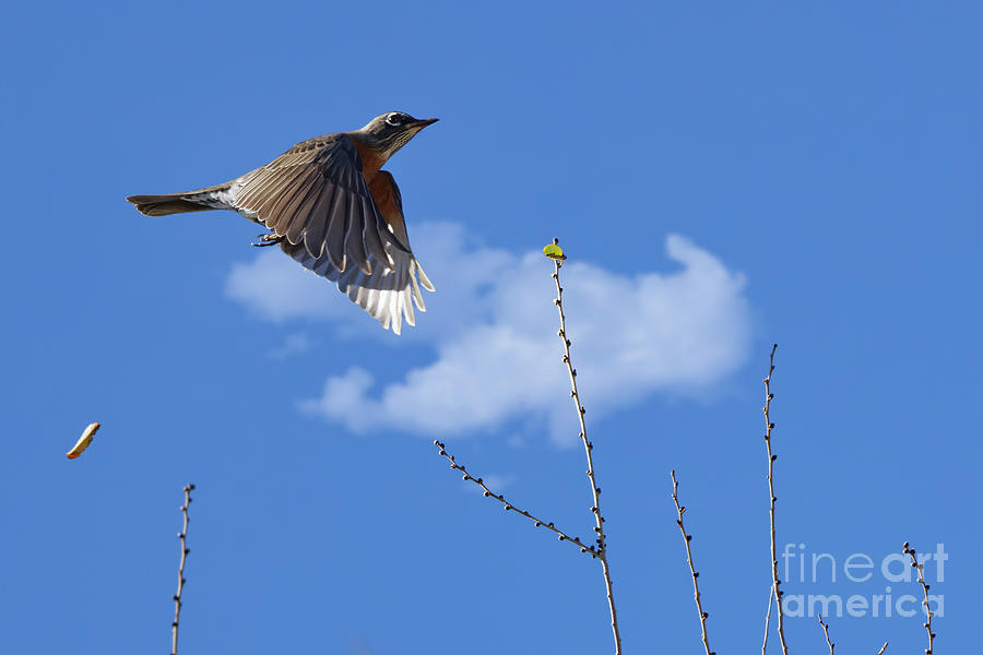 Flight of the American Robin Photograph by Natural Focal Point Photography