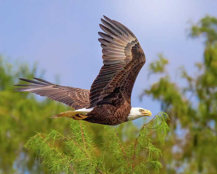 Flight of the Bald Eagle Photograph by Mark Andrew Thomas