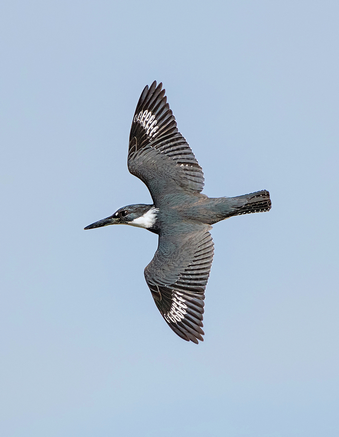 Flight of the Belted Kingfisher Photograph by Loree Johnson