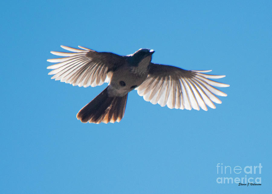 Flight of the Bluebird Photograph by Steven Natanson