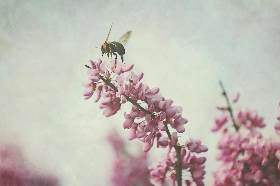 Flight of the Bumblebee Photograph by Carrie Ann Grippo-Pike