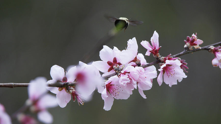 Flight of the Bumblebee Photograph by Daniel Brinneman