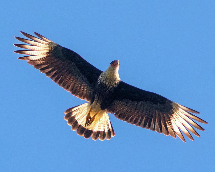 Flight of the Crested Caracara Photograph by Jaki Miller