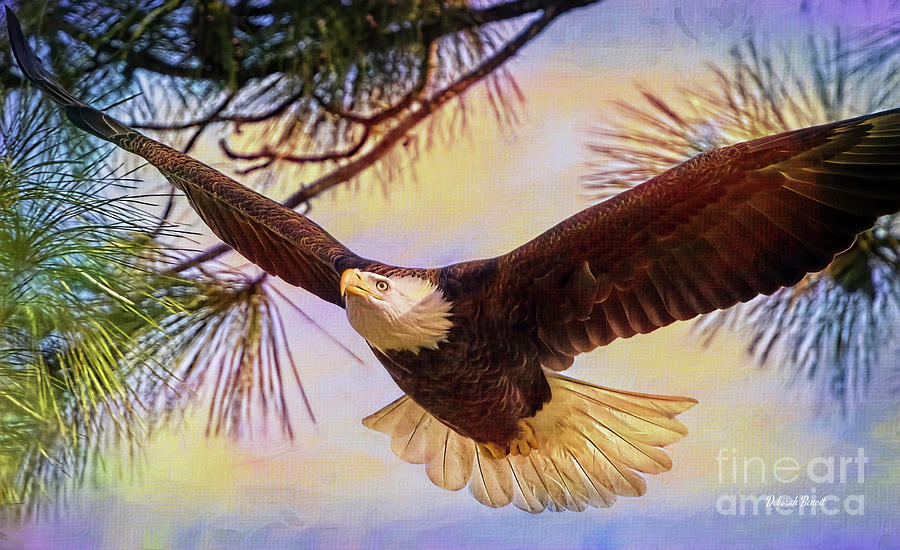 Flight of the Eagle Photograph by Deborah Benoit
