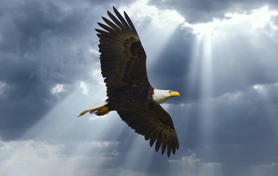 Flight of the Eagle Photograph by Lynn Hopwood
