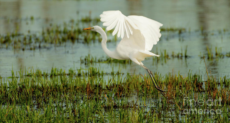 Flight of the Egret Photograph by Nick Boren