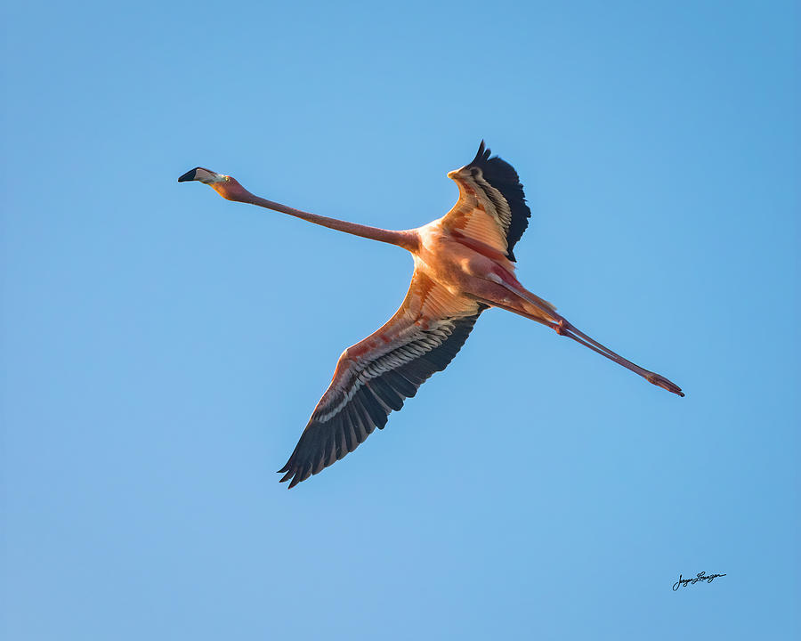 Flight of the Flamingo  Photograph by Jurgen Lorenzen