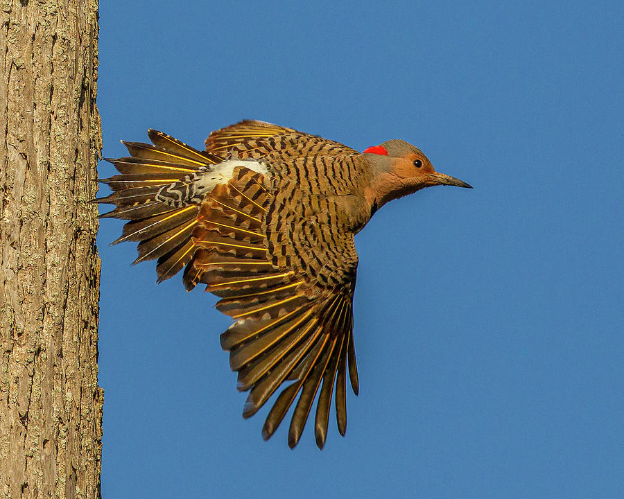 Flight of the Flicker Photograph by Timothy McIntyre