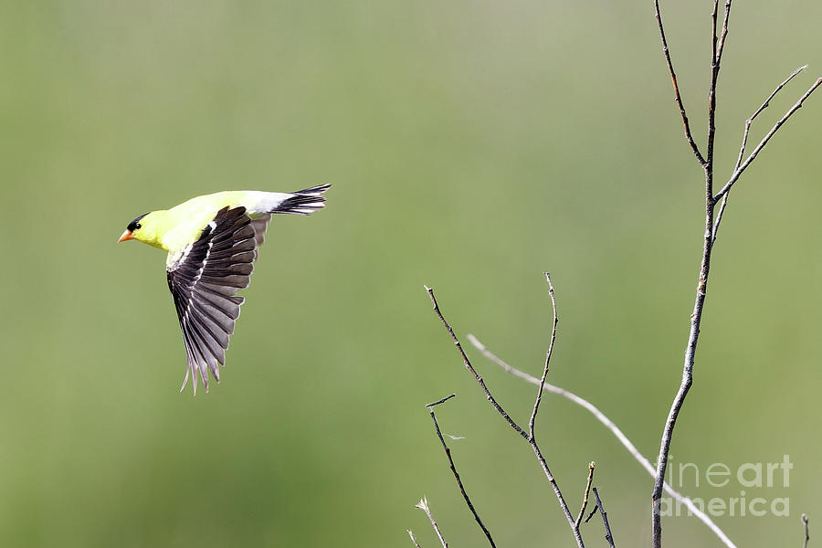 Flight of the Goldfinch Photograph by Natural Focal Point Photography
