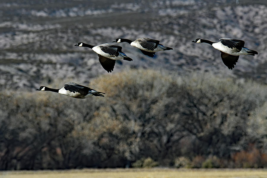 Flight Of The Goose Photograph by Jennifer Robin