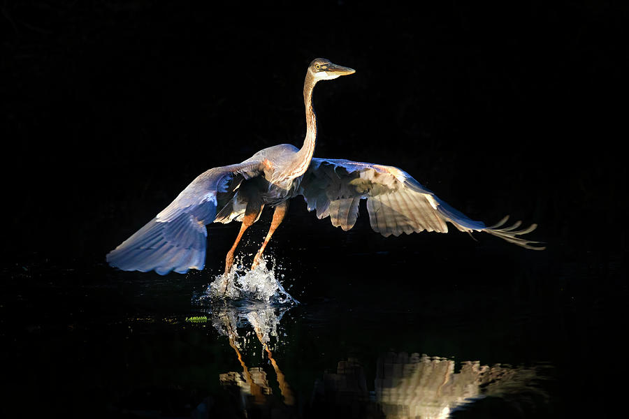 Flight of the Great Blue Heron Photograph by Mark Andrew Thomas