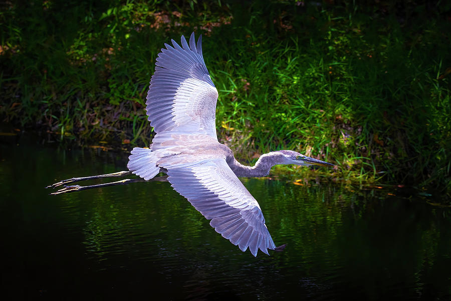 Flight of the Great Heron Photograph by Mark Andrew Thomas