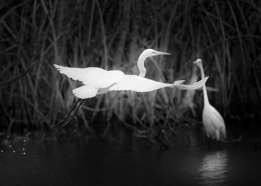 Flight of the Great White Egret Photograph by Mark Andrew Thomas