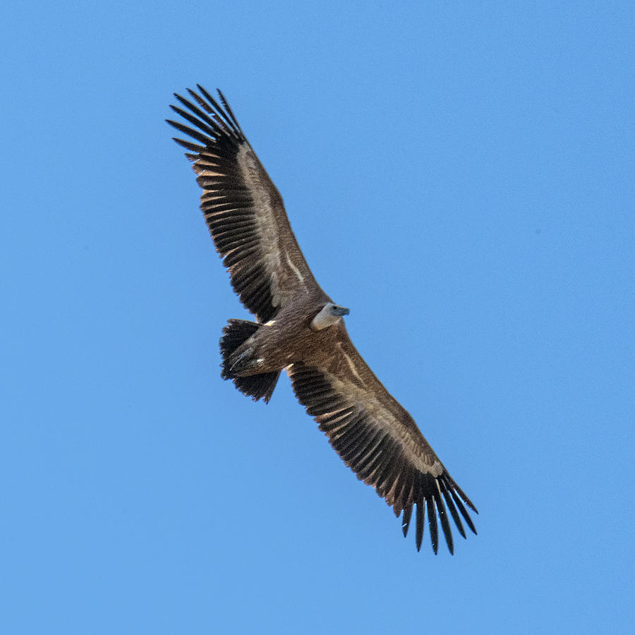 Flight of the Griffon Vulture Photograph by William Bitman