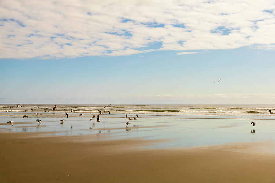 Flight of the Gulls, Seascape Photograph by Aashish Vaidya