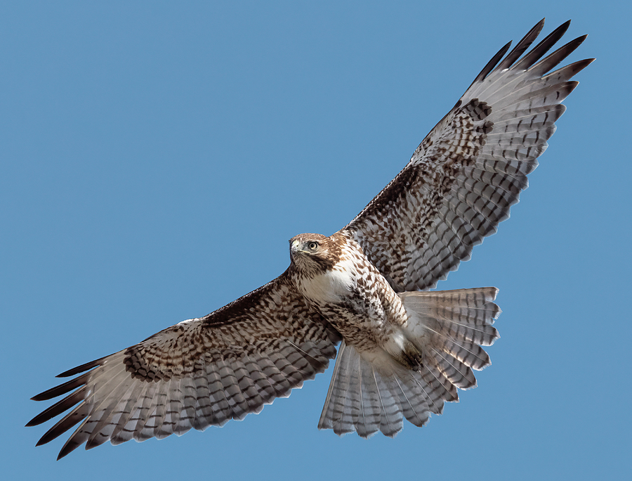 Flight of the Hawk Photograph by Loree Johnson