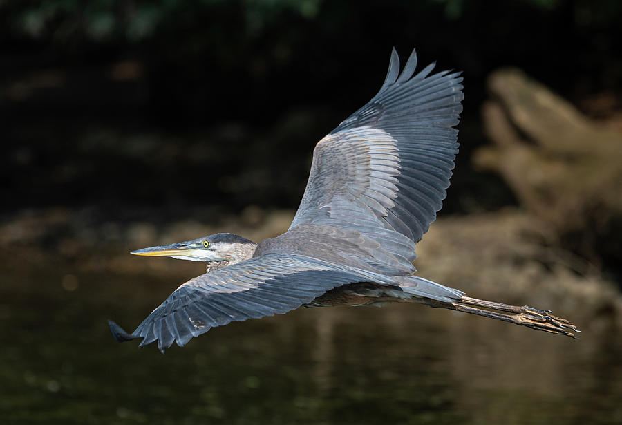 Flight of the Heron Photograph by John Roach