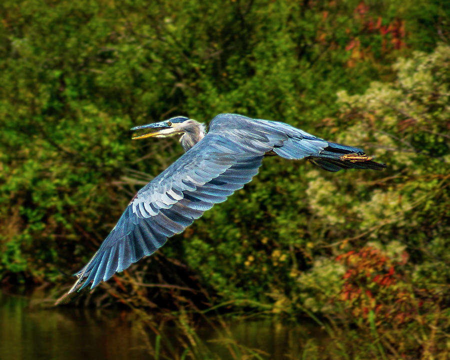Flight of the Heron Photograph by Nick Zelinsky Jr