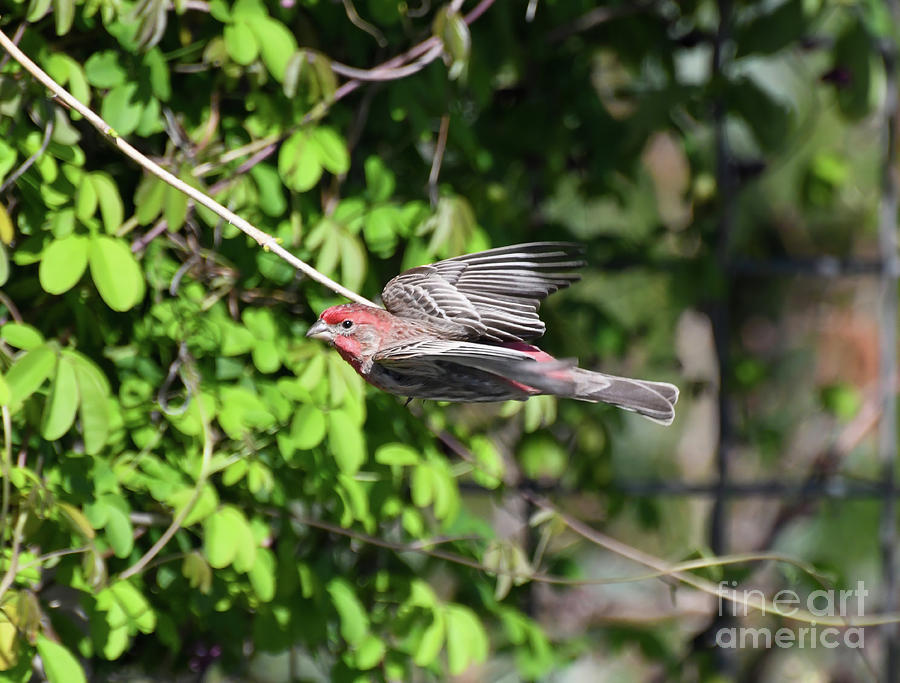 Flight of the House Finch Photograph by Kerri Farley