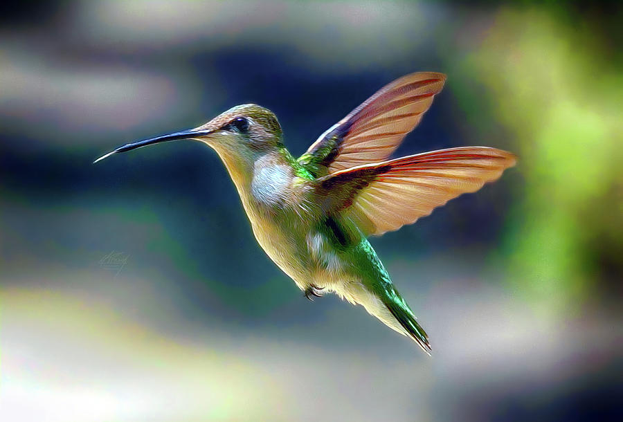 Flight of the Hummingbird Photograph by Michael Frank