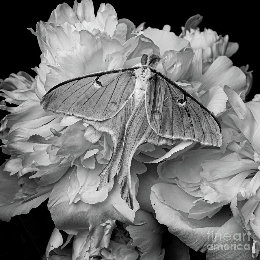 Flower Photograph - Flight of the Luna Moth by Edward Fielding