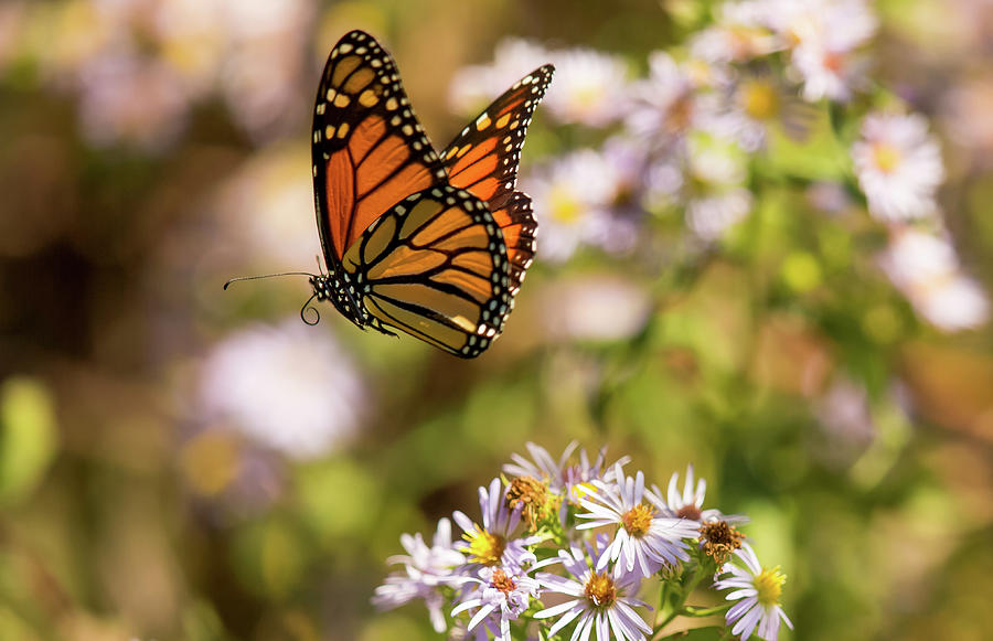Flight of the Monarch Photograph by Doug McPherson