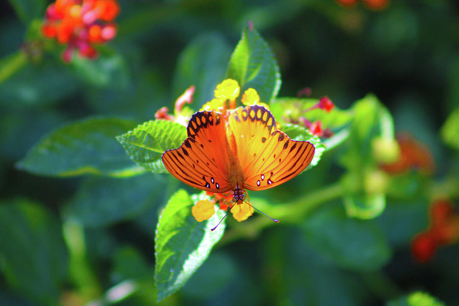 Flight of the Orange Butterfly Photograph by Marcus Jones