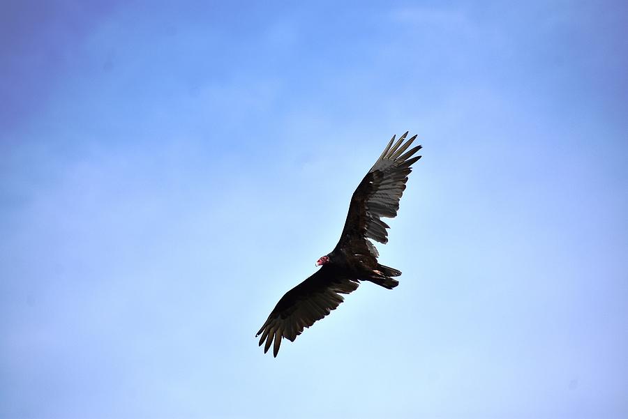 Flight of the Osprey Photograph by Nina Kindred