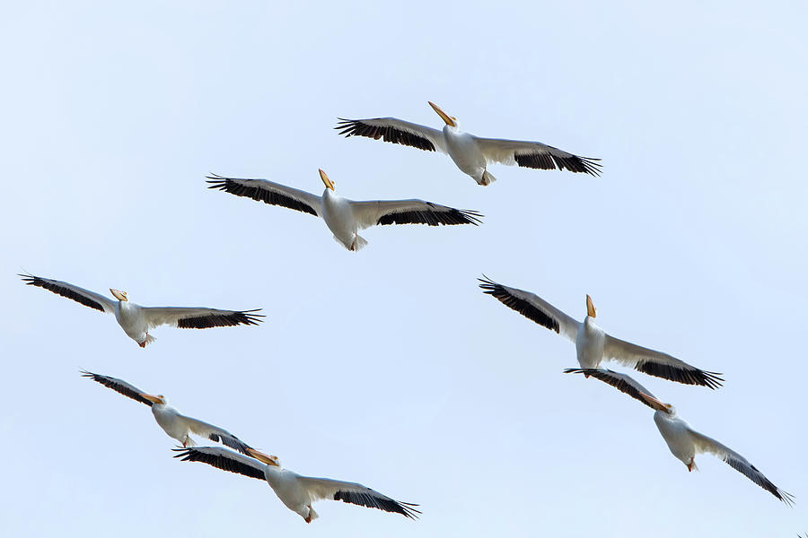 Flight of the Pelicans Photograph by CR Courson