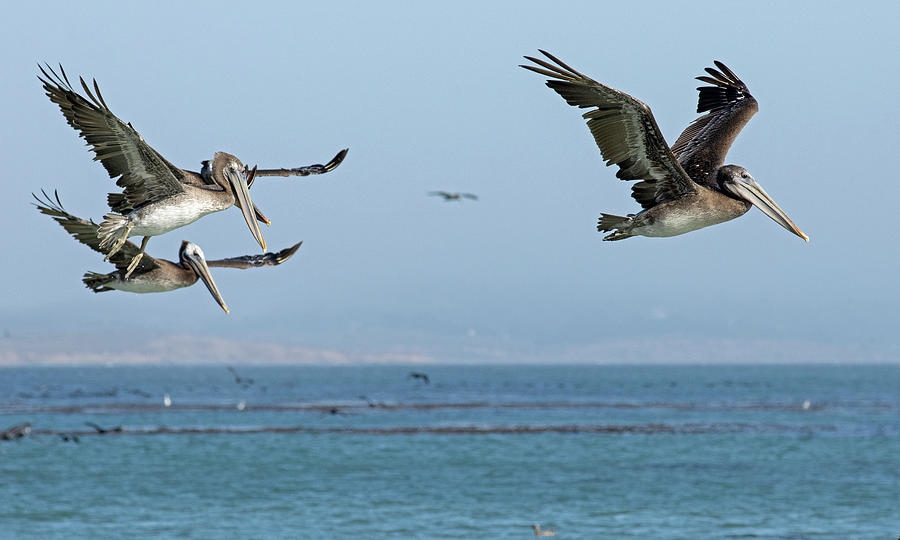 Flight of the Pelicans Photograph by Sue Cullumber