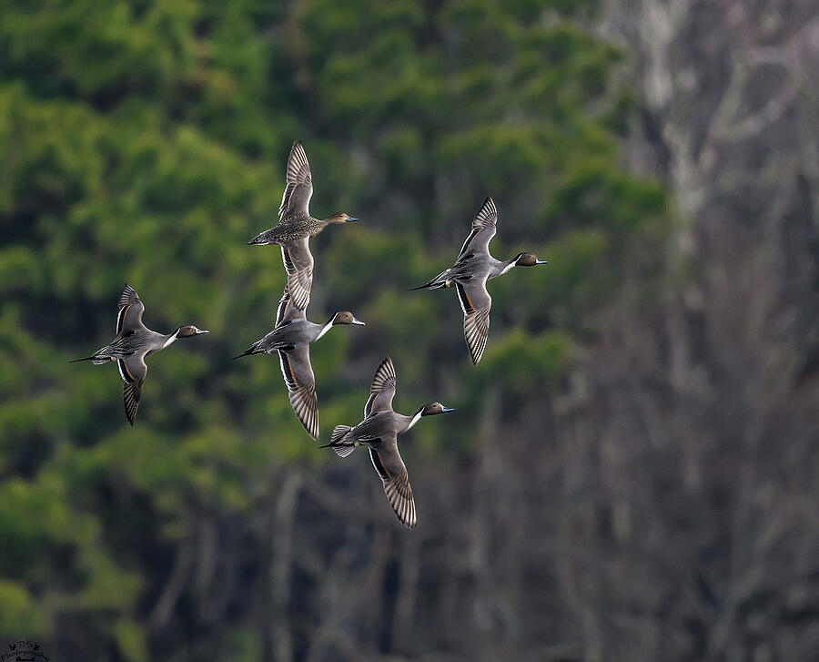 Flight of the Pintails Photograph by Brian Shoemaker