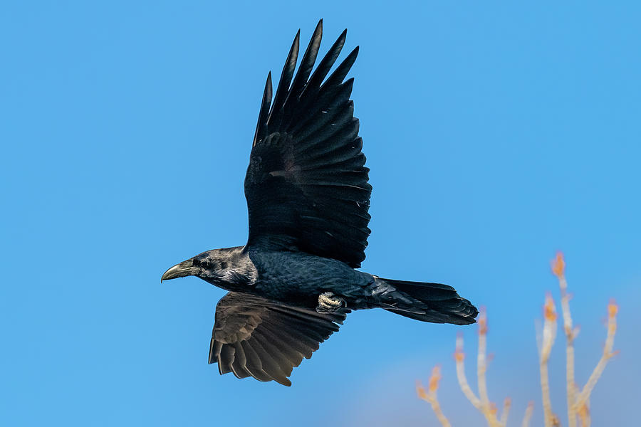 Flight Of The Raven 2 Photograph By Morris Finkelstein Fine Art America 