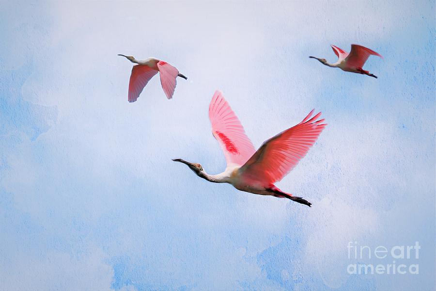Flight Of The Roseate Spoonbill Photograph