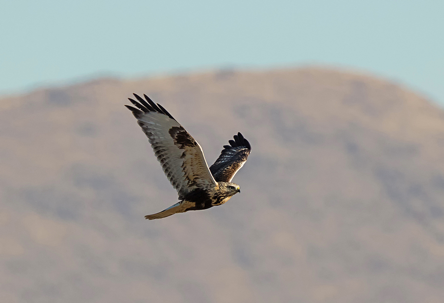 Flight of the Rough-Legged Hawk Photograph by Loree Johnson