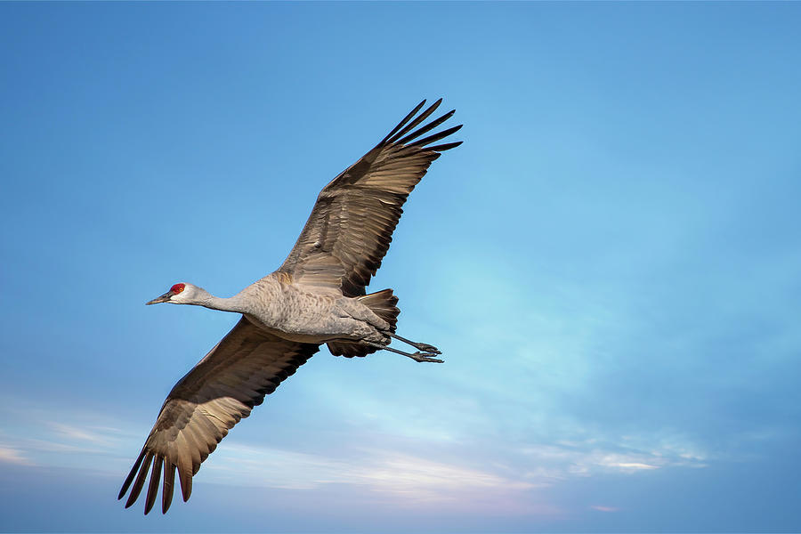 Flight of the sandhill crane Photograph by Lynn Hopwood