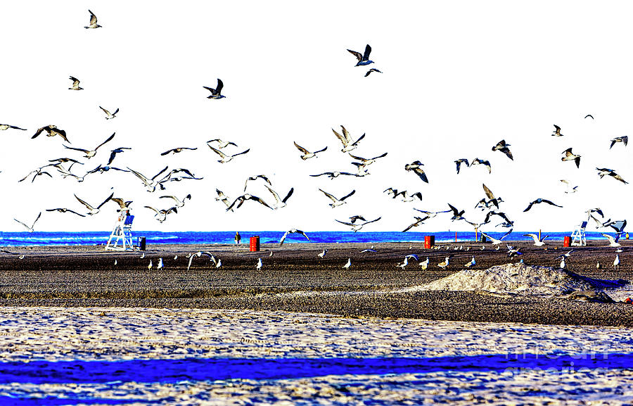 Flight of the Seagulls at Wildwood New Jersey Photograph by John Rizzuto